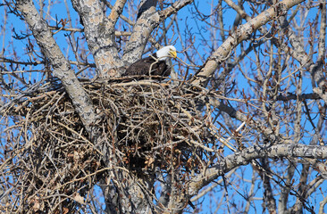 Bald eagle (Haliaeetus leucocephalus) on nest, Calgary, Carburn Park, Alberta, Canada