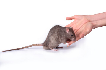 A brown rat crawled with its front paws on a woman's hands on a white background
