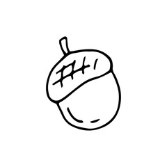 Acorn. Nut. Oak. Vector hand-drawn doodle illustration. Black and white outline. Coloring for children.