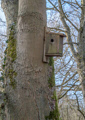 Wooden bird box on a large tree