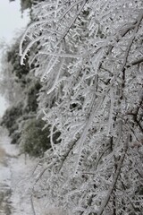 snow covered tree in winter 