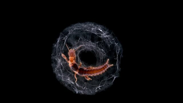 relic insect Embia savignyi under a microscope, female. Of the family Embiidae, feed on decaying plant remains, build silk passages along which they move
