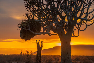 bright desert morning