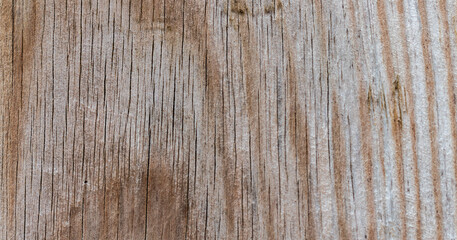 Texture of bark wood use as natural background