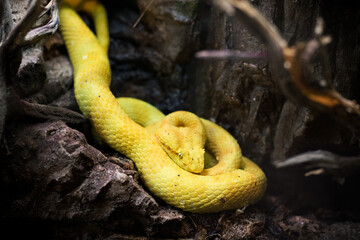 Snake