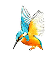 Fototapeta premium Hand drawn watercolor colorful illustration of blue and orange alcedo isolated on white background.