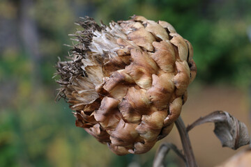Dried globe artichoke or Cardoon, Cynara cardunculus, seed head in winter close-up