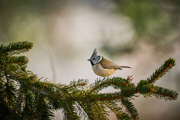 Crested Tit (Lophophanes cristatus) sitting on beautiful spruce branch