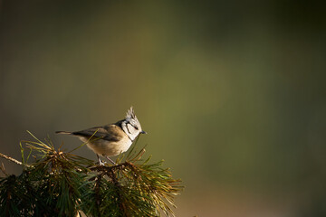 Crested Tit (Lophophanes cristatus) sitting on beautiful spruce branch