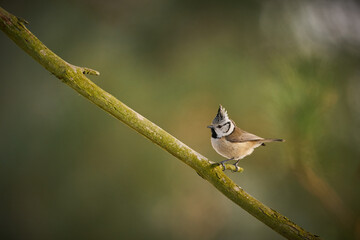 Crested Tit (Lophophanes cristatus) sitting on beautiful spruce branch