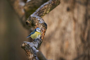 Blue Tit (Parus Caeruleus) cute blue and yellow songbird