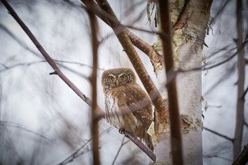 Pygmy Owl (Glaucidium passerinum) sitting on tree branch