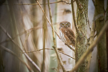 Pygmy Owl (Glaucidium passerinum) sitting on tree branch