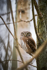 Pygmy Owl (Glaucidium passerinum) sitting on tree branch
