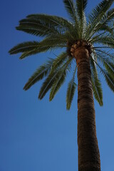 Palme im blauen Himmel