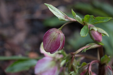 Pink hellebore flower bud, Helleborous orientalis, Lenten Rose, in springtime, close-up side view, blurred background