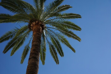 Palme im Sommerhimmel