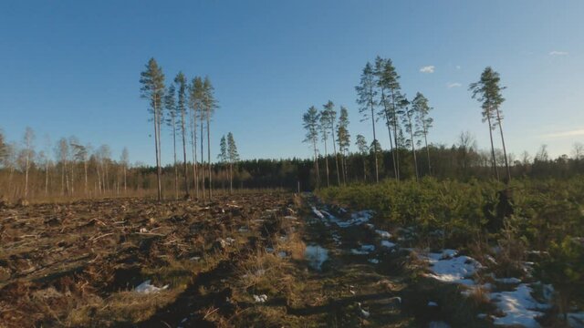 Aerial footage flying over beautiful glade and forest road on a cold sunny day, drone footage.