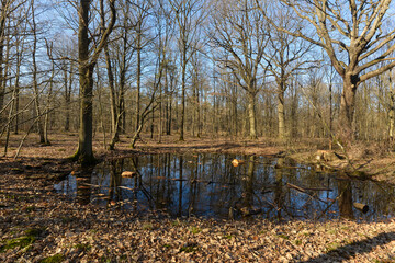 Mare, Chêne pédonculé, quercus robur, forêt domaniale de Sénart, 91, Essonne