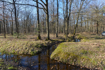 Fototapeta na wymiar Chêne pédonculé, quercus robur, forêt domaniale de Sénart, 91, Essonne