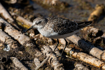 Bécasseau minute,.Calidris minuta, Little Stint