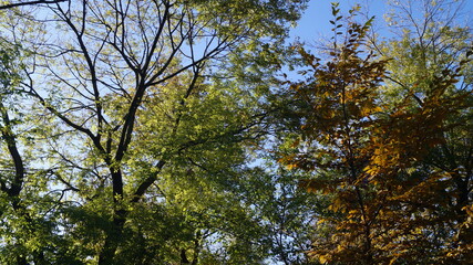 Obraz premium trees in the sky