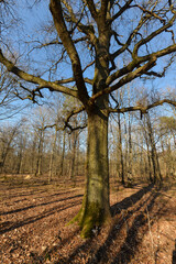 Chêne pédonculé, quercus robur, forêt domaniale de Sénart, 91, Essonne