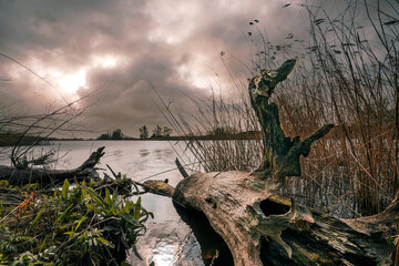dead tree trunk in a stream