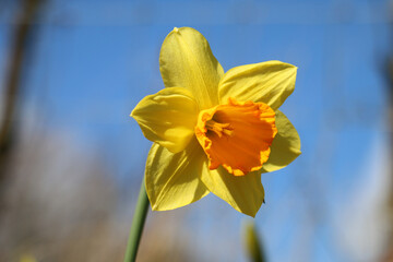 Fototapeta premium Bright yellow daffodil, Narcissus, blooming in the springtime sunshine, close-up, blue sky background