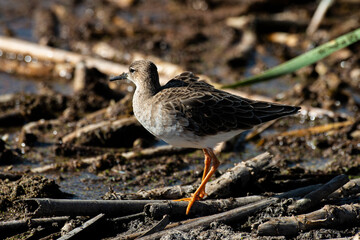 chevalier combattant, Combattant varié, Philomachus pugnax