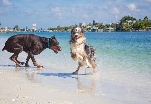 Aussies are faster than doberman dogs