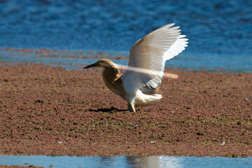 Crabier chevelu, Héron crabier, Ardeola ralloides, Squacco Heron