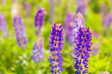 Obraz premium Beautiful blooming lupine flowers in spring time. Field of lupines plants background. Violet wild spring and summer flowers. Gentle warm soft colors selective focus, blurred background