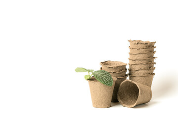 Garden seedlings inside eco-friendly plant pots made of biodegradable fibers for growing sowing seeds on a white background