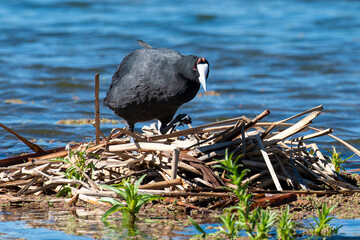 Foulque caronculée, Foulque à crète, .Fulica cristata, Red knobbed Coot