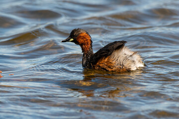 Grèbe castagneux,.Tachybaptus ruficollis, Little Grebe