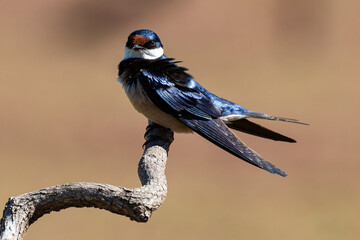 Hirondelle à gorge blanche,.Hirundo albigularis, White throated Swallow