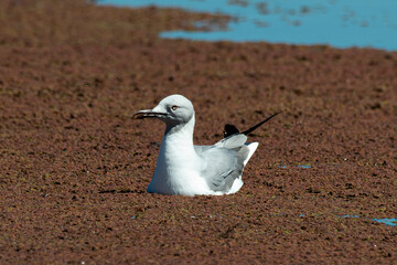 Mouette à tête grise,.Chroicocephalus cirrocephalus, Grey headed Gull