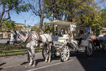 Fototapeta na wymiar Horse carriage in the historic center, Guadalajara, Jalisco, Mexico