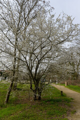 Merisier, Prunus avium