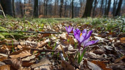 Beautiful pink crocus flowers (Safran, Geanthus) in the early spring forest. The first fragile flowers - symbol of spring