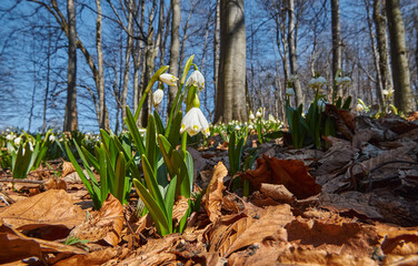Leucojum vernum (spring snowflake) in the spring forest. Lovely first wild flowers. Spring concept.