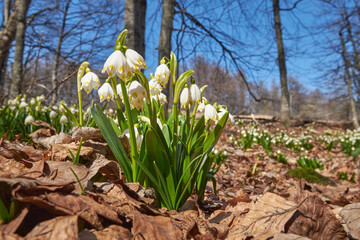 Obraz premium Leucojum vernum (spring snowflake) in the spring forest. Lovely first wild flowers. Spring concept.