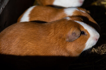 Stock photograph of guinea pigs in a hatchery