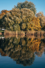 Tree reflection in a lake