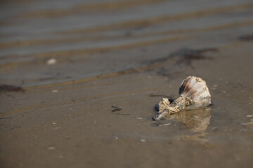 Old Lightning Welk shell with attached barnacles washed up in the tide; copy space