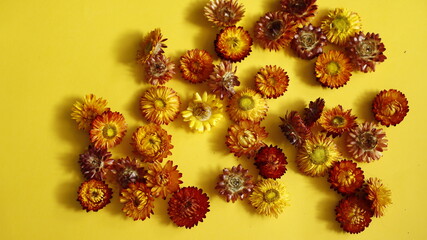 Kwiatek suszony na tle żółtym papierowym kontrastowym