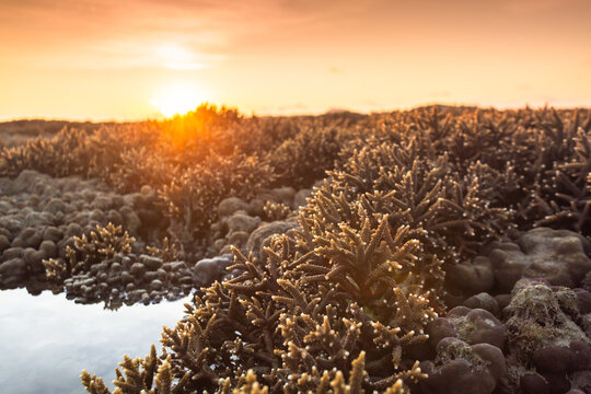 Antler coral field in sunrise at Rawai sea. During low tide, the staghorn coral will rise above the water, forming a vast coral field.