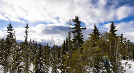 Snowy Forest on top of the mountains in winter during sunny morning. Beautiful White Canadian Nature. Taken in Whistler, British Columbia, Canada.