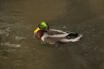 Obraz premium Mallard drake dancing on the water 